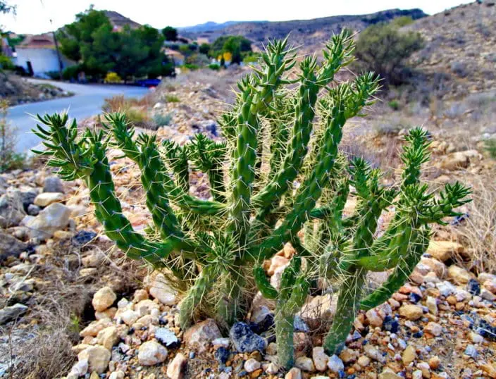 Spaniens Hinterland Kaktus