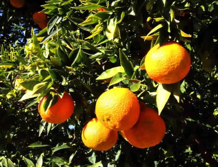 Orangenbaum Spanien