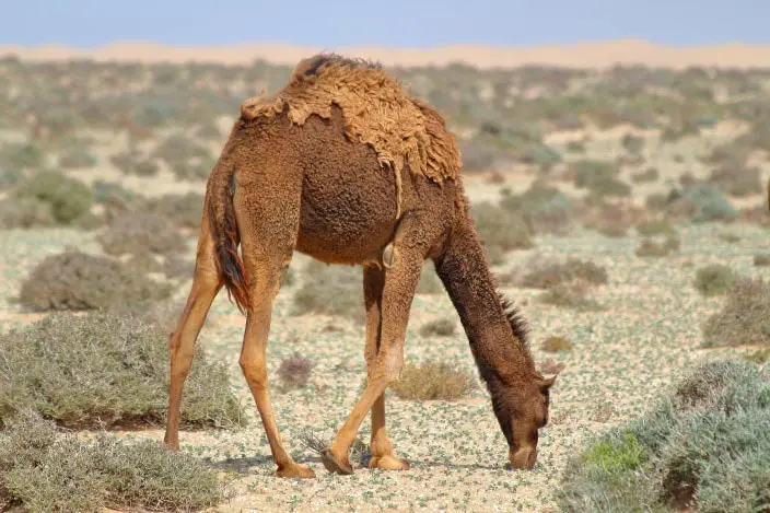 Dromedar, Wüste
