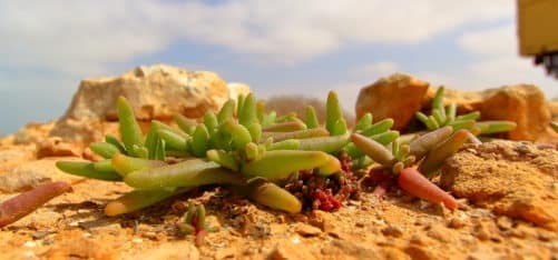 Marokko, Pflanze, Westsahara