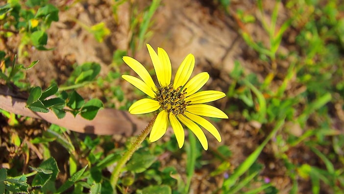 Marokko, Blumen