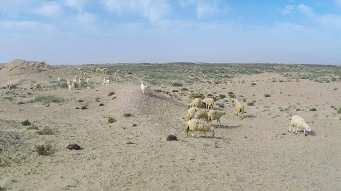 Wüste, Schafe