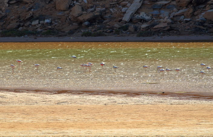 Marokko, Flamingos