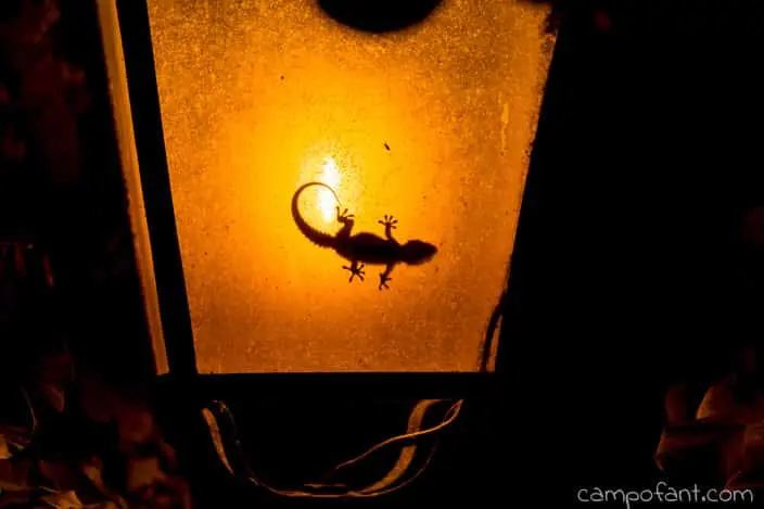 gecko-lampe