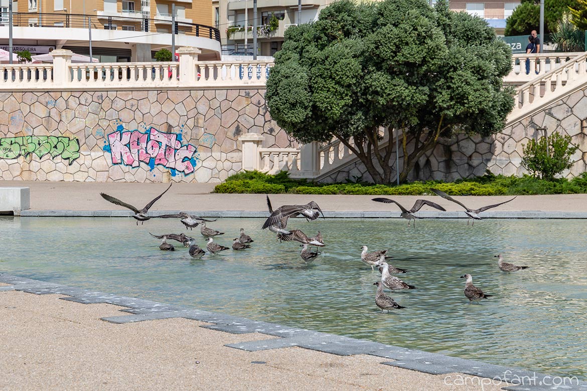 Figueira da Foz, Möwen