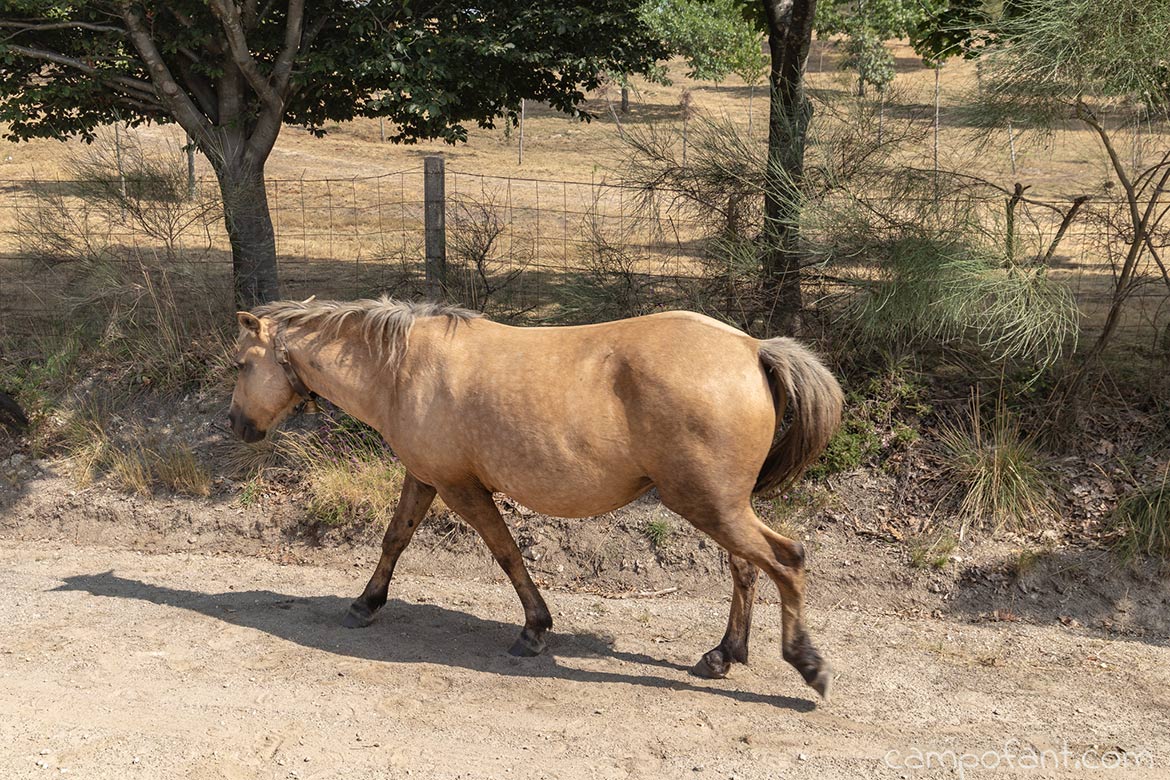Pferd, Portugal