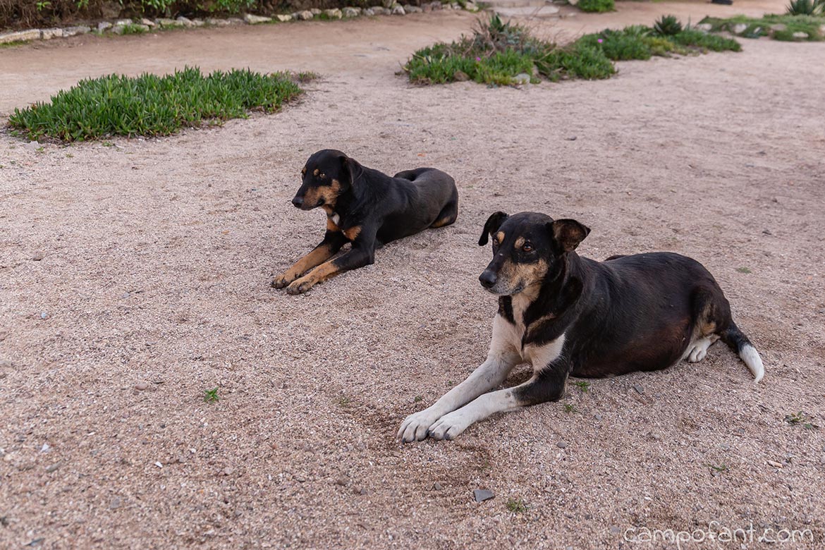 Straßenhunde Marokko