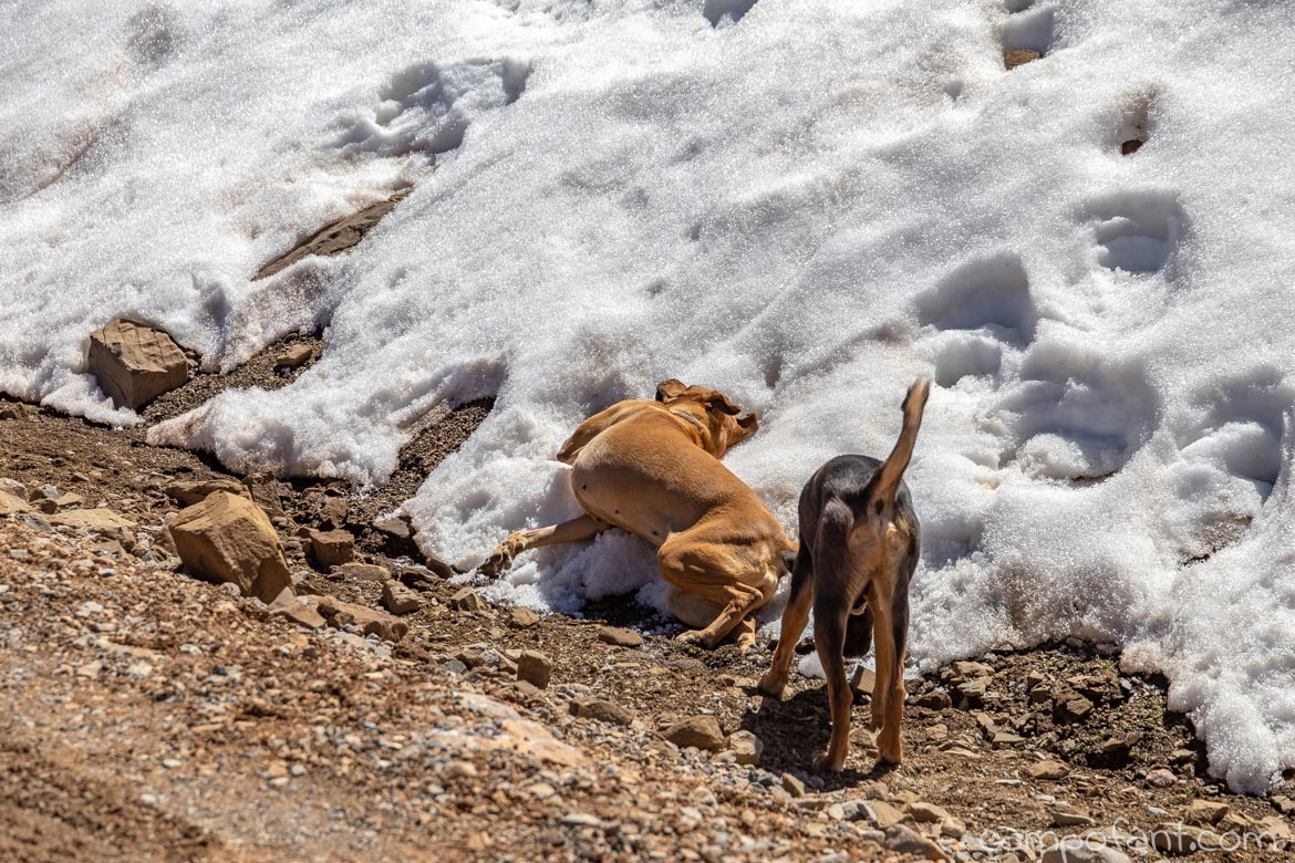 Hunde Schnee