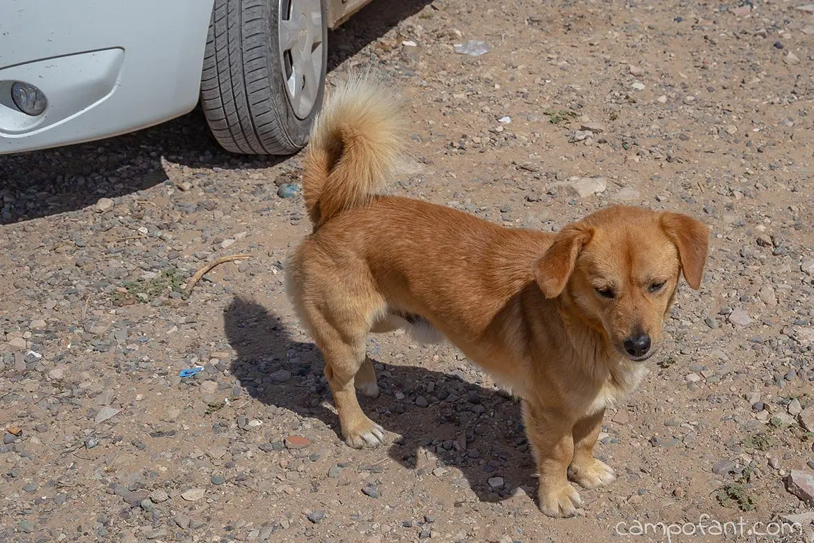Straßenhunde Tafedna