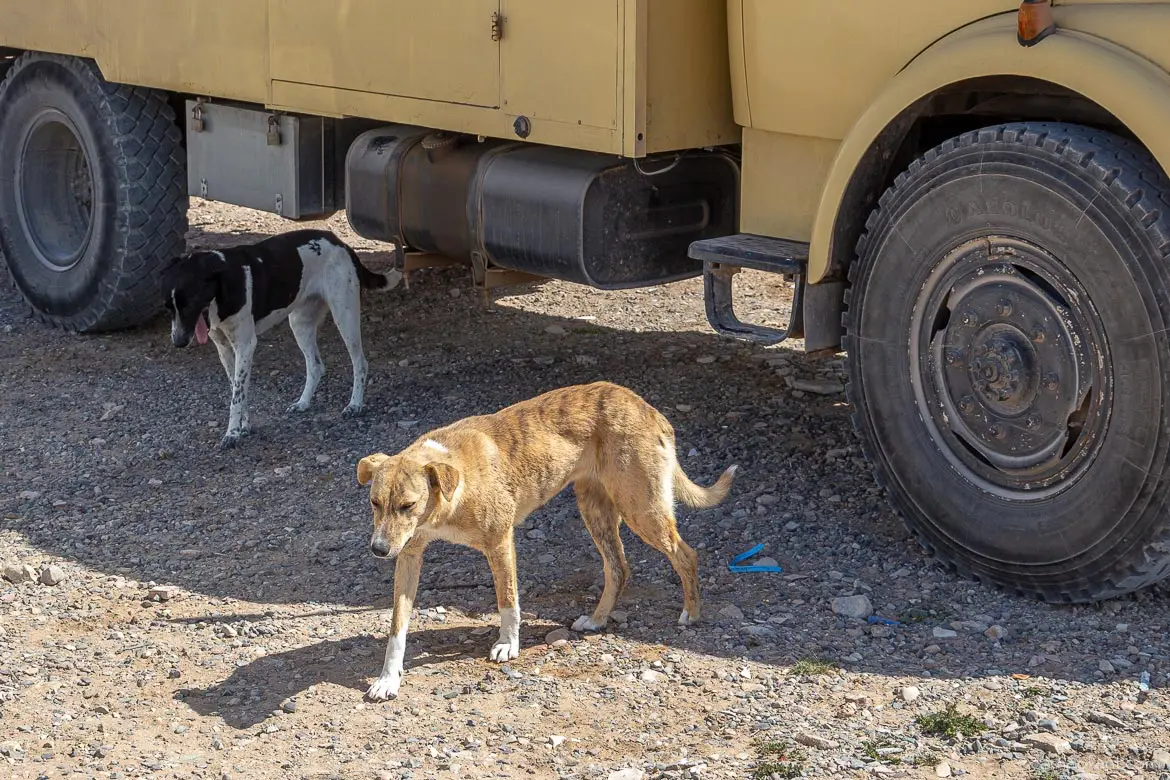 Tafedna Straßenhunde