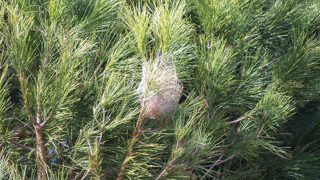 Prozessionsspinner, Nest