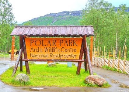 Norwegen Polar Park Bardu